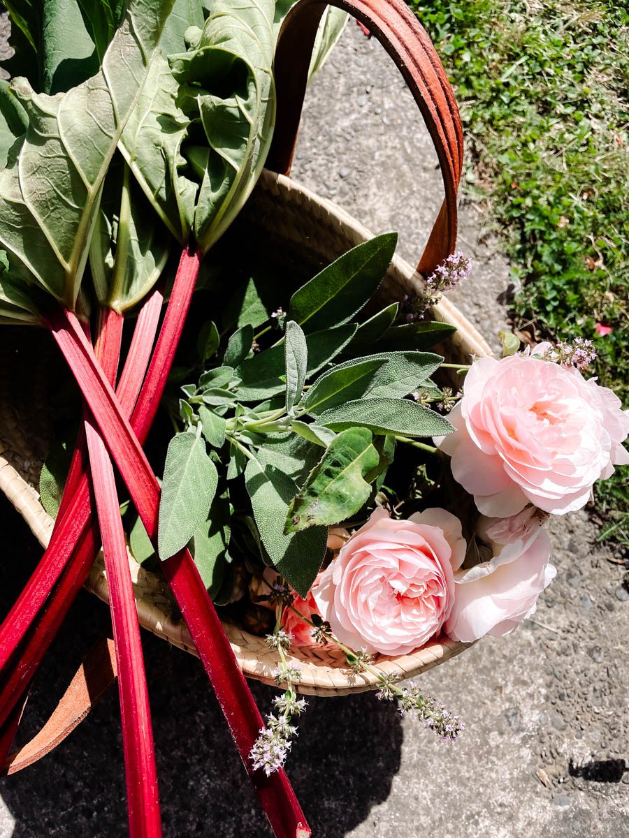 Freshly picked rhubarb and sage in a basket