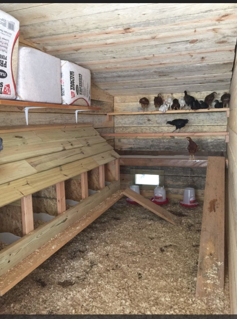 Rustic wooden chicken coop interior with staggered roosting perches along the back wall, wood shaving floor, and young chickens perched at different heights. Storage shelf visible in upper left corner.