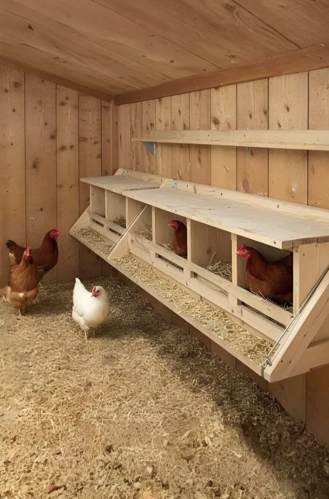 Classic chicken coop interior with warm pine walls and ceiling, a long open-front timber nesting box with individual straw-lined compartments, overhead roosting bar, and three hens including Rhode Island Reds and a white hen on the coop floor.