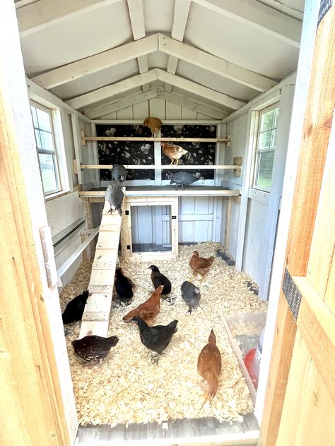 Bright chicken coop interior with pale blue-grey walls, floral pattern painted back feature wall behind timber roosting bars, central nesting box on the wood chip floor, wooden ramp leaning against the roost, and mixed flock of hens in various black, rust, and brown colourways.