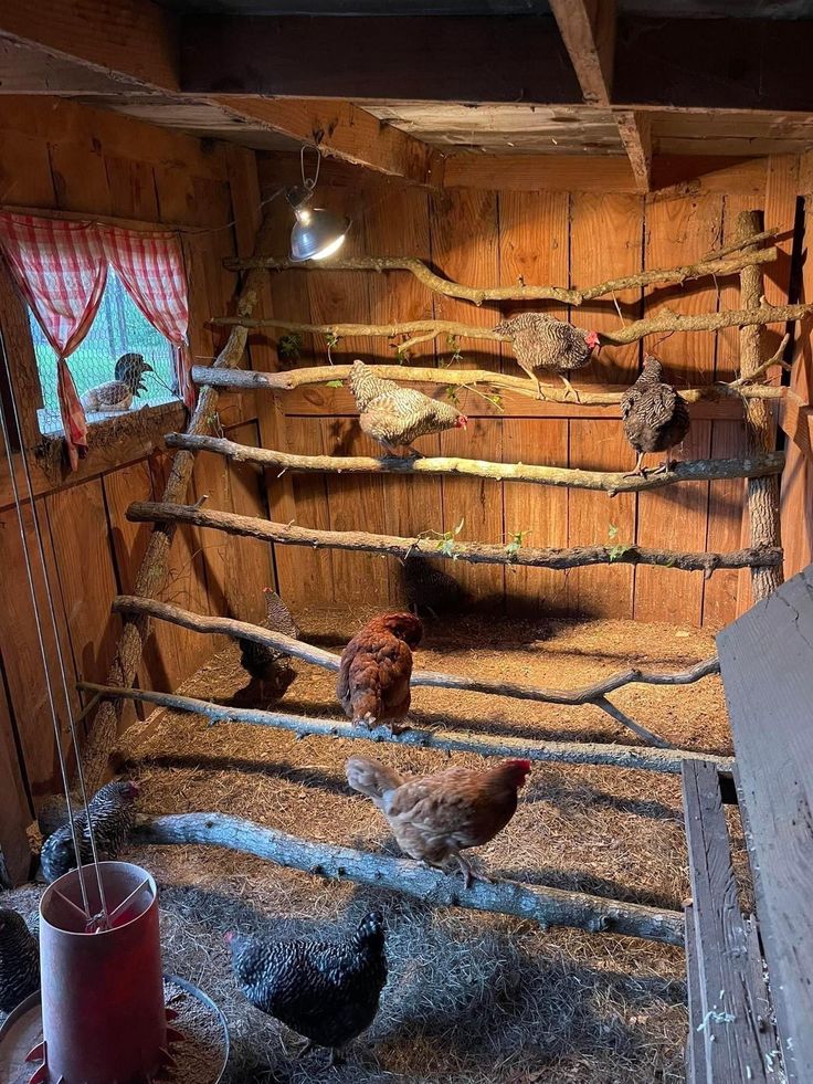 Warm timber chicken coop interior featuring natural branch roosting perches at multiple heights, red gingham curtain at the wire mesh window, and golden light illuminating several hens of different breeds.