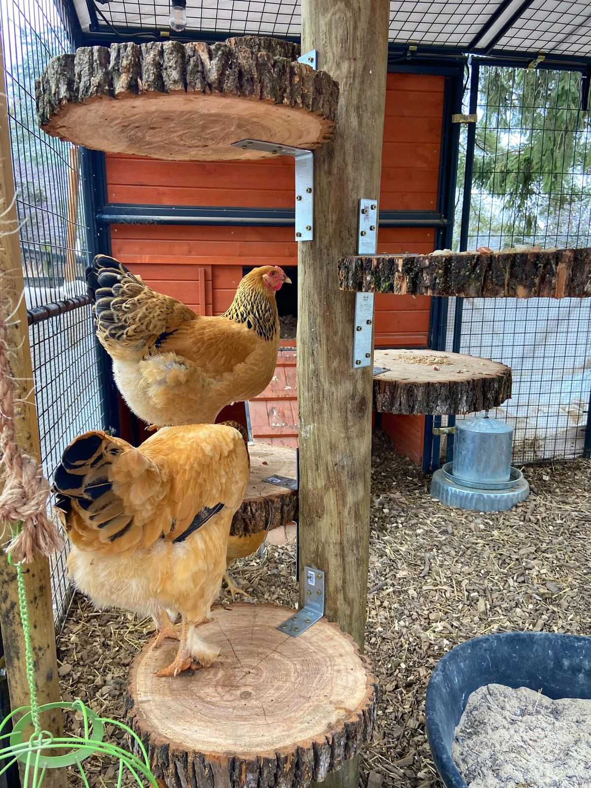 Chicken coop run featuring a central timber post with large cross-section log slice platforms bolted at intervals, creating a natural multi-level perch tower. Two fluffy golden Buff Orpington hens perched on the lower levels, orange painted coop house visible in the background.