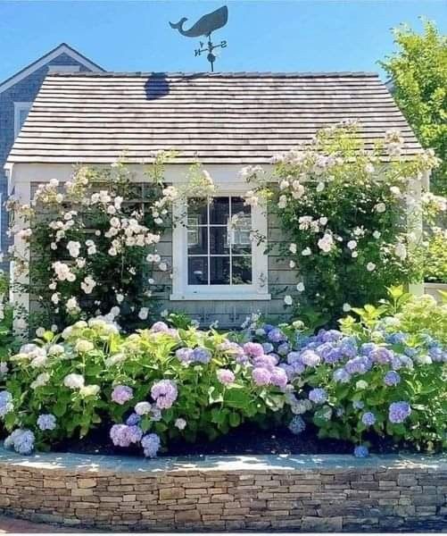 Nantucket-style cottage with climbing roses covering the front and purple and white hydrangeas in raised stone bed