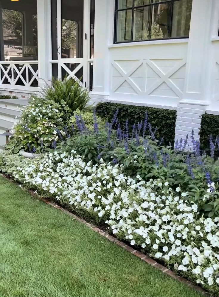 Front flower bed with white petunias edging and purple salvia against a white farmhouse
