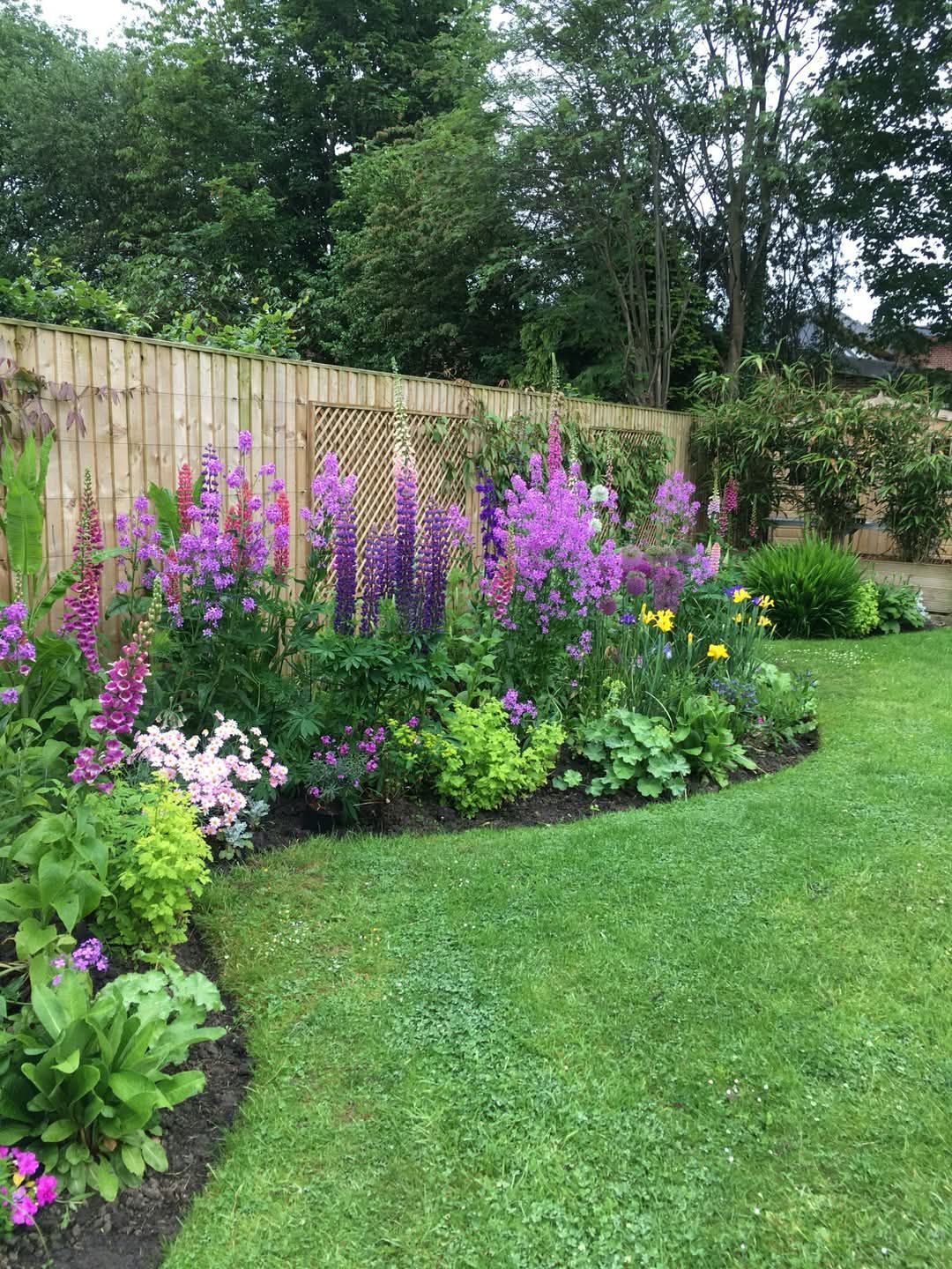 A stunning back garden border against a wooden fence packed with tall purple lupins, delphiniums, foxgloves, alliums, and heucheras creating a rich purple and blue colour scheme.