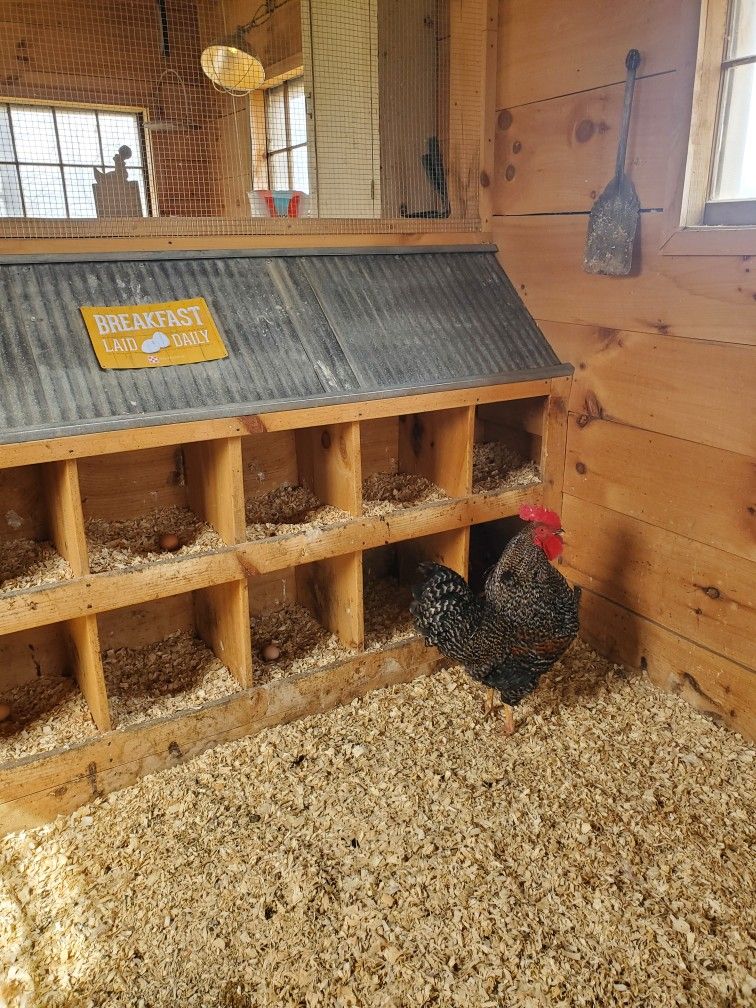 Interior of a wooden chicken coop with a large bank of individual pine nesting boxes with corrugated metal roof, wood shaving bedding, and a 'Breakfast Laid Daily' sign, with a barred rock rooster standing nearby