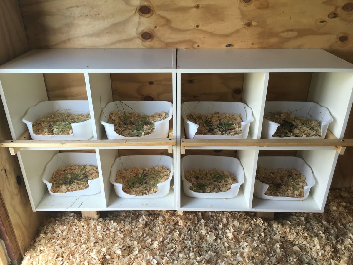 Eight white cube shelving units arranged in a two by four grid inside a chicken coop, each containing a white plastic cat litter tray filled with wood shavings and fresh herbs
