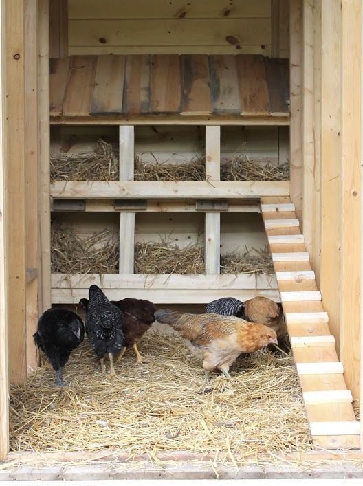 Interior of a new timber chicken coop with two tiers of open wooden nesting boxes filled with straw hay along the back wall, a wooden ramp on the right side, and a flock of mixed-breed chickens on the floor including black, brown, and light-colored hens