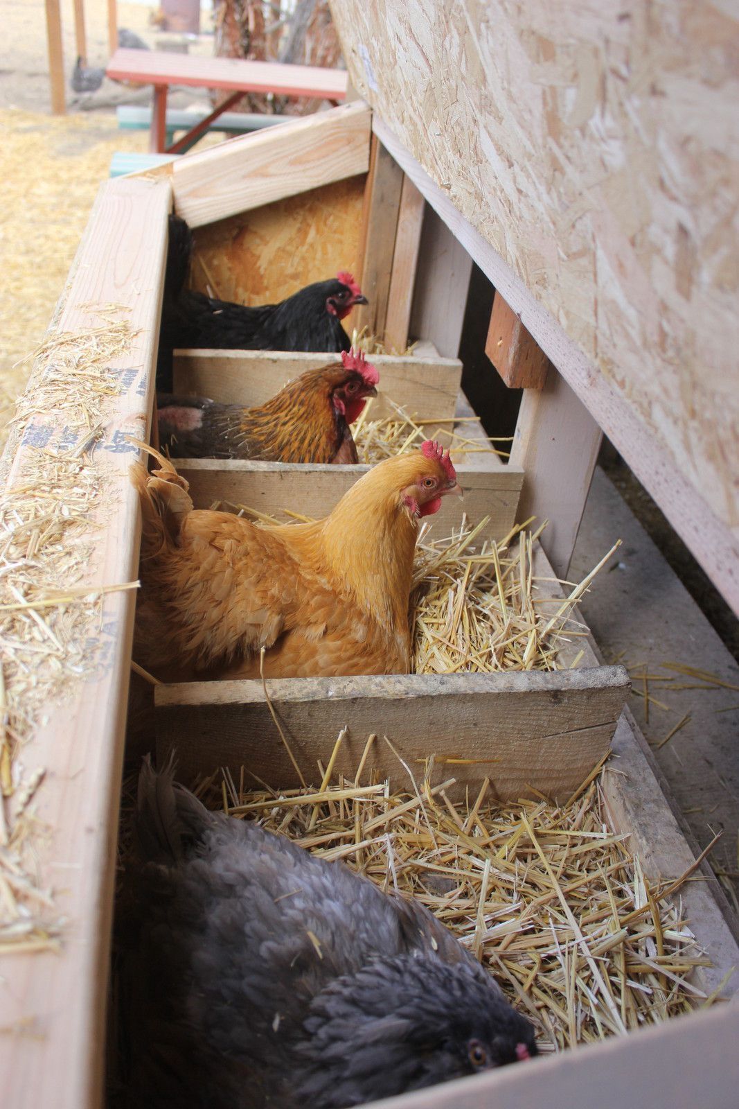 A row of open-front wooden nesting boxes filled with straw hay accessed from the outside of a coop, with three hens including golden brown and dark grey breeds sitting inside the boxes