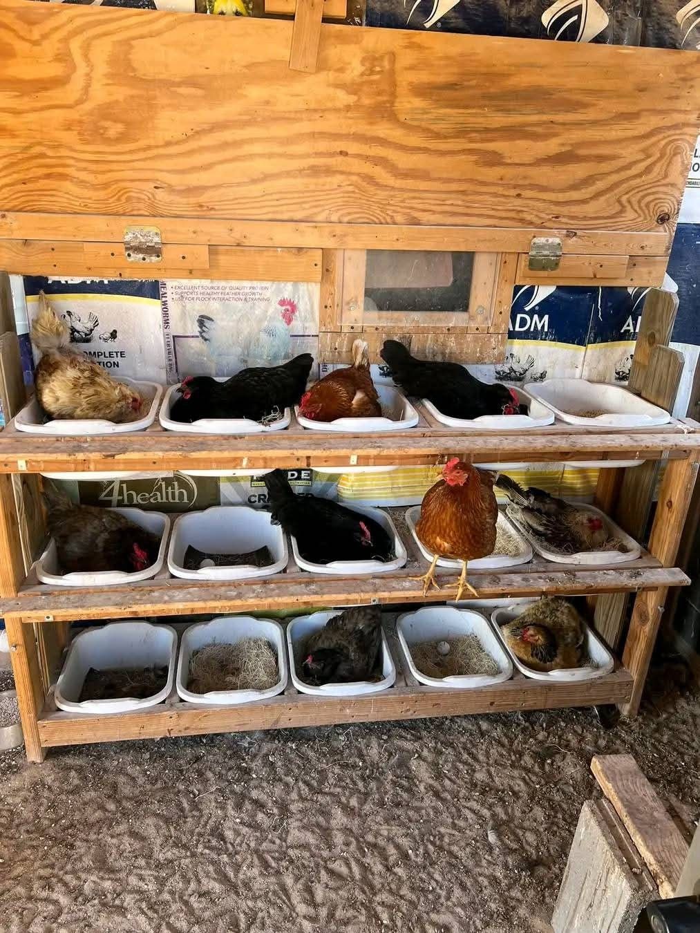 Three-tier wooden nesting box rack with white plastic tray inserts filled with hay straw inside a chicken coop, with multiple black, brown, and buff hens nesting and laying across all three levels