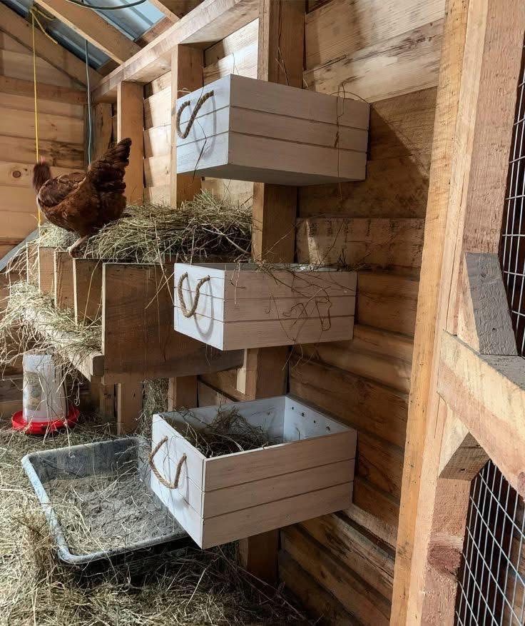 Three white-painted wooden crates with rope handles mounted at different heights on the interior timber wall of a chicken coop, each filled with straw hay, with a brown hen perched on top of one of the crates
