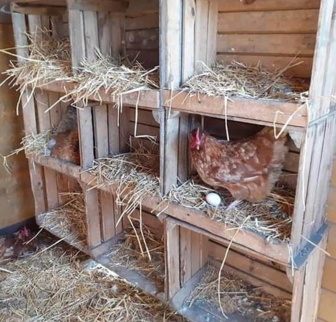 Two stacked weathered wooden apple crates filled with straw inside a chicken coop, with a brown hen nesting inside one of the middle boxes and another hen visible in an adjacent box with an egg