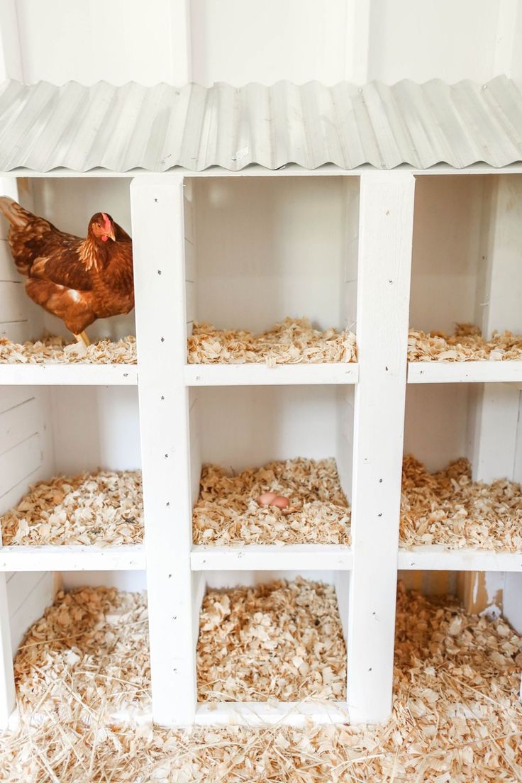 A nine-compartment white painted wooden nesting box with corrugated metal roof filled with wood shavings inside a white chicken coop, with a brown hen standing in one of the upper boxes