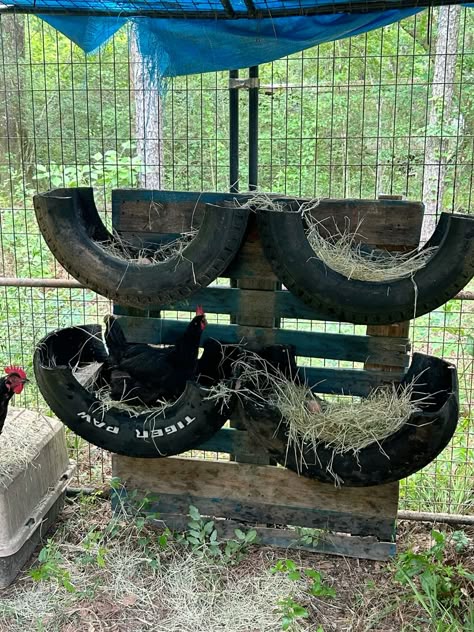 Four halved car tyres filled with hay straw mounted on a wooden pallet frame inside an outdoor chicken run, with a black hen nesting inside one of the tyre sections