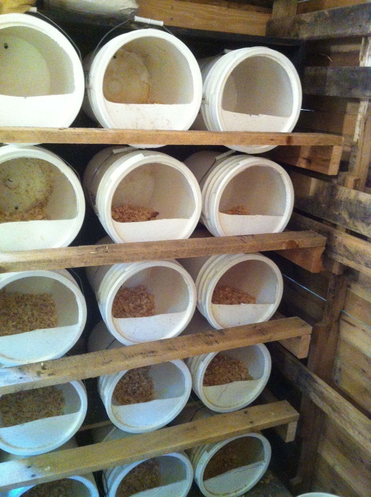 Multiple white five gallon plastic buckets laid on their sides with half-moon openings and filled with wood shavings, stacked on wooden pallet shelving inside a chicken coop
