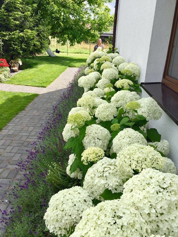 Row of large white hydrangea blooms planted along the side of a white rendered house with a strip of purple lavender along the pathway edge