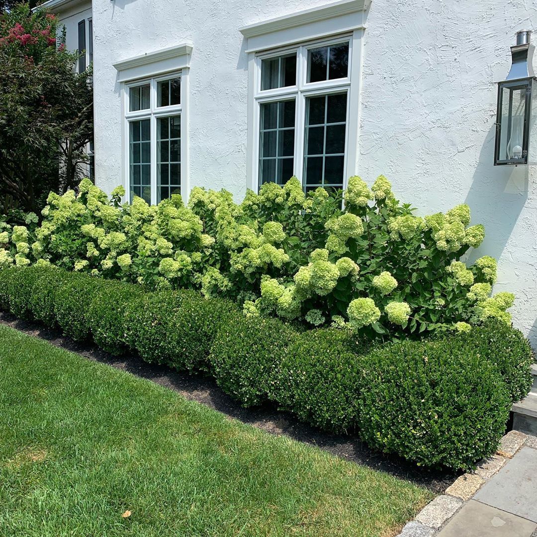 Lime green hydrangeas in bloom planted behind a row of clipped round boxwood balls along the base of a white rendered house