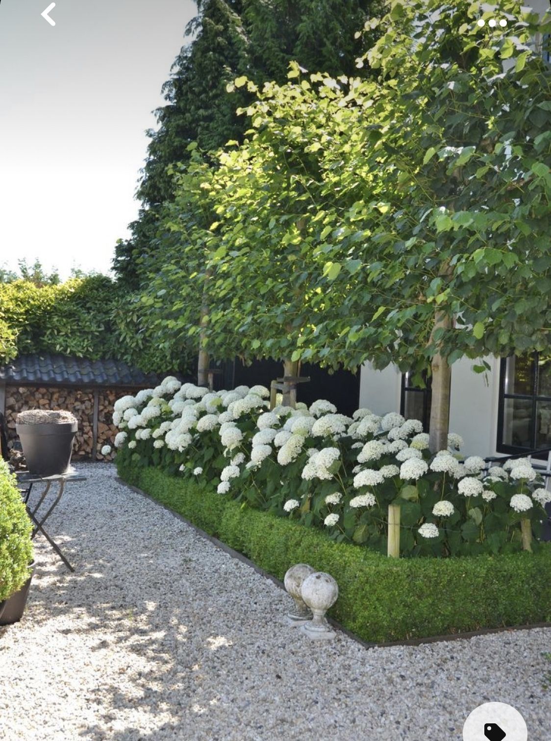 White hydrangeas planted behind a clipped low boxwood hedge in a gravel courtyard garden with standard lollipop trees above