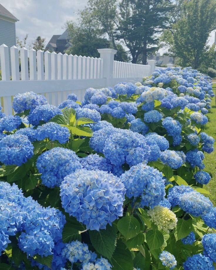 Vivid blue hydrangeas in full bloom planted along the inside of a white picket fence in a summer garden