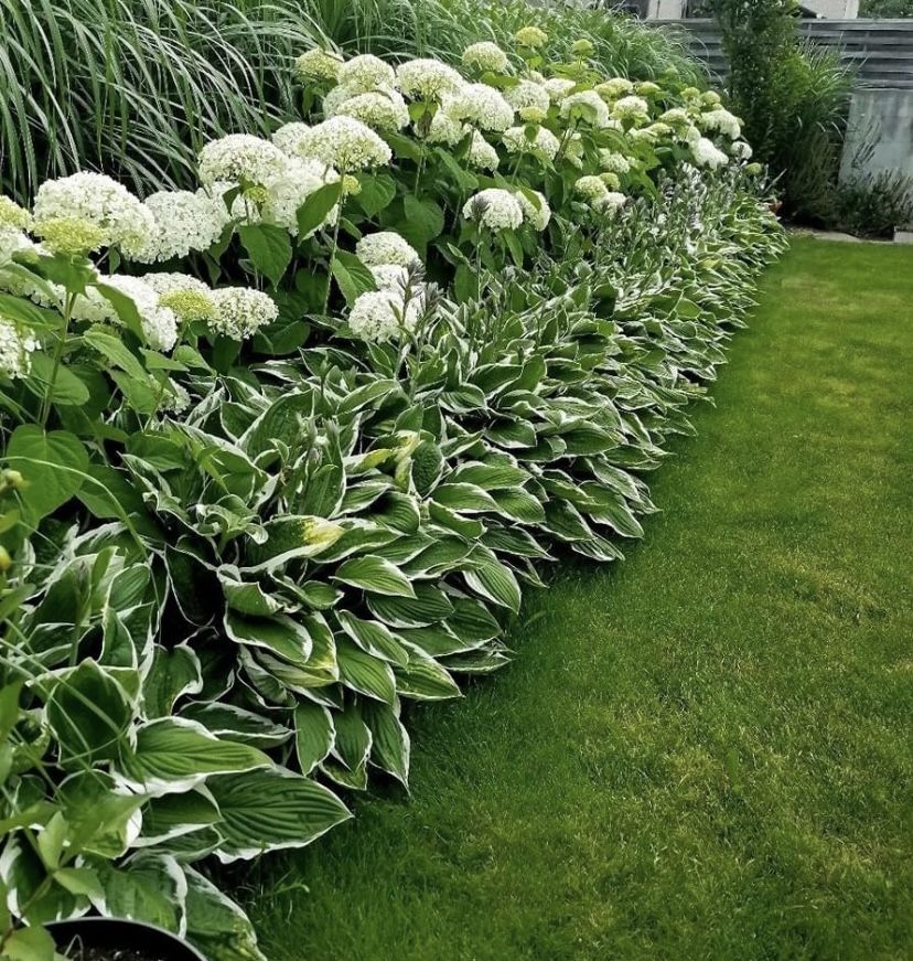 White hydrangea shrubs planted above a dense border of large variegated hostas along the edge of a green lawn