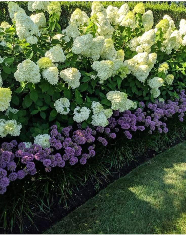 White hydrangea shrubs in full bloom planted with deep purple allium flower heads in a summer garden border