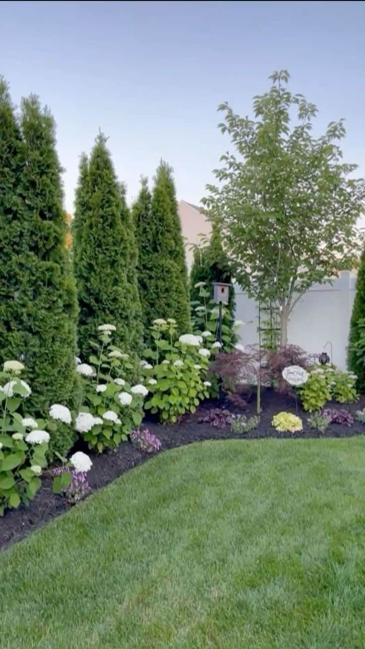Corner garden bed with tall arborvitae trees, white hydrangeas, a Japanese maple, and mixed low perennials against a lush lawn
