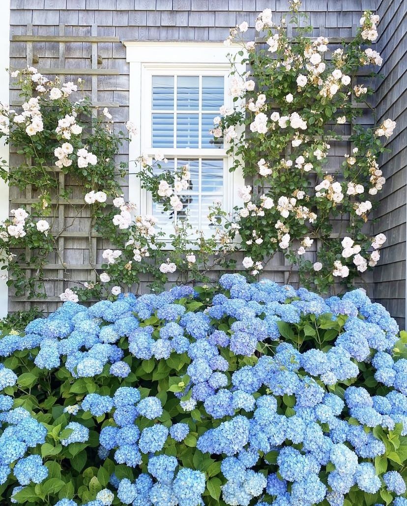 Blue hydrangeas in full bloom planted beneath white climbing roses trained on a trellis on the side of a grey shingle cottage