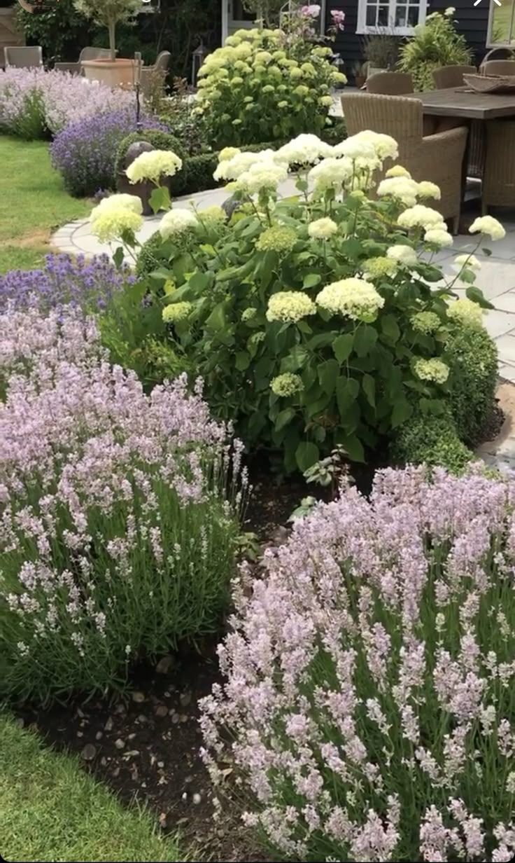 White hydrangea shrubs surrounded by soft purple lavender plants in a cottage garden border around an outdoor patio area
