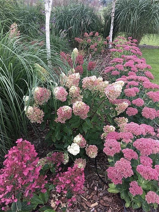 Mixed border of pink-toned panicle hydrangeas, ornamental grasses, and deep pink sedum with silver birch trees in an autumn garden