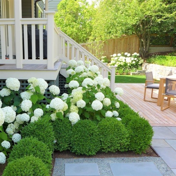 White hydrangeas planted under white timber deck railings alongside porch steps, with low green boxwood hedging at the base