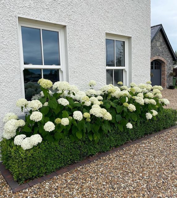 White hydrangeas planted in a neat border beneath two windows of a white rendered house, edged with a clipped low boxwood hedge and gravel