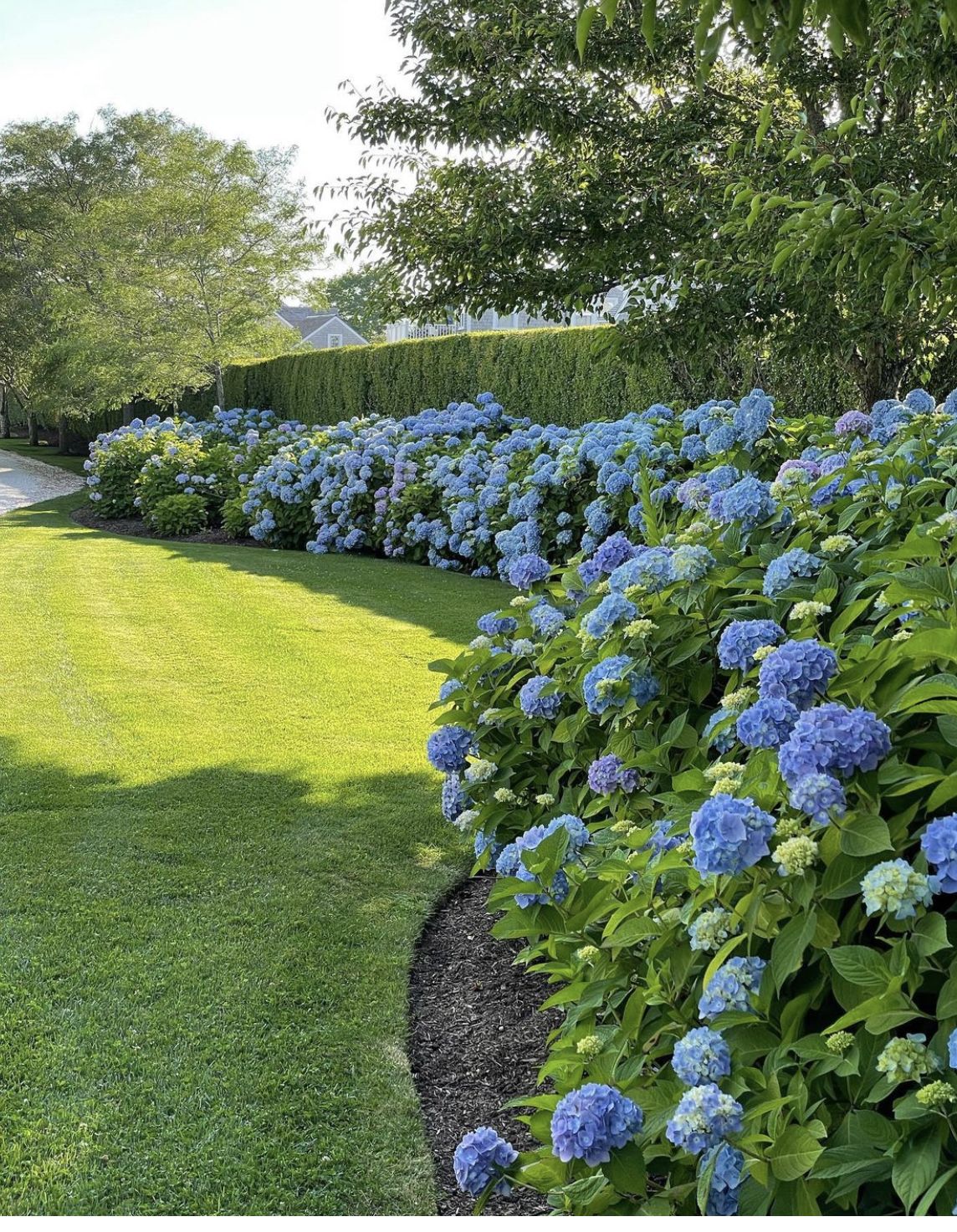 Long sweeping border of blue hydrangea shrubs planted along a clipped green hedge beside a lush green lawn in summer