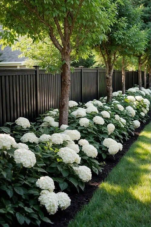 White hydrangeas planted in a dark mulch border as underplanting beneath a row of trees along a dark timber fence