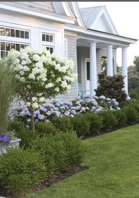 Coastal cottage front garden with a white standard hydrangea tree, blue hydrangea shrubs, and low green hedging in a border beside a green lawn